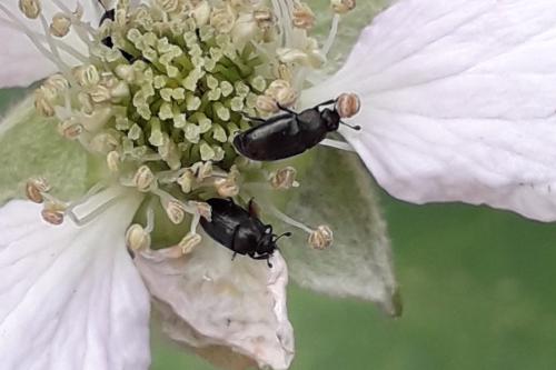 Meligethinae
